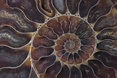 astrologie-paris-compresse Fossile coquillage en spirale texturé